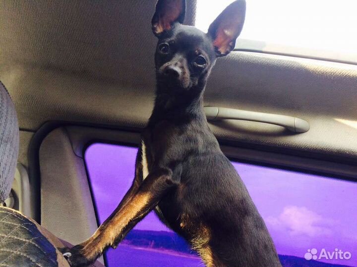 Вязка той-терьер девочка