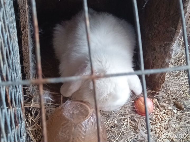 Вислоухие кролики