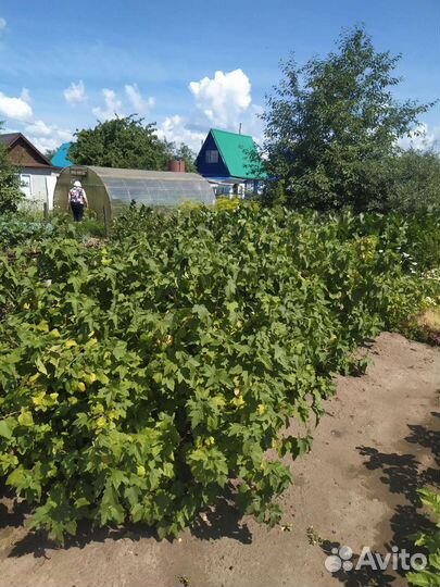 Листья винограда, малины, смородины