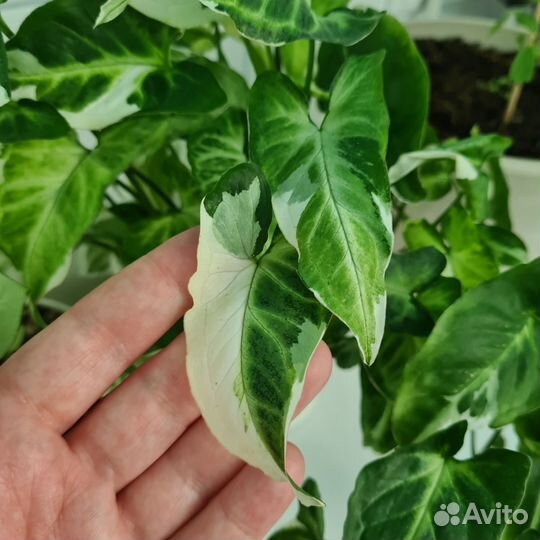 Сингониум Т-25