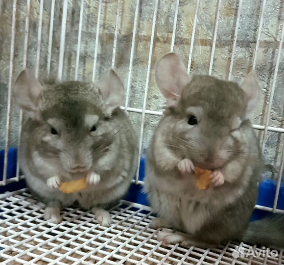 Шиншиллы малыши