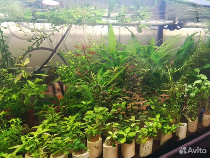 Аквариумные растения с доставкой почтой