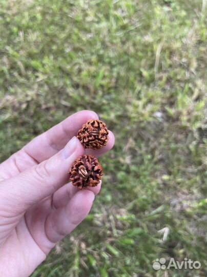 Рудракша трехликая, 2 см