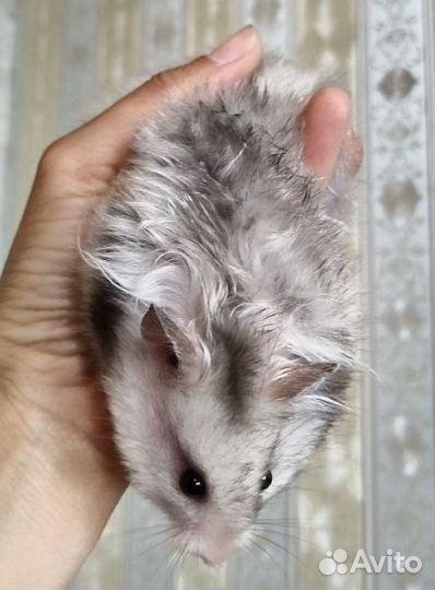 Хомяки голубые шиншилловые, ангорцы сатин