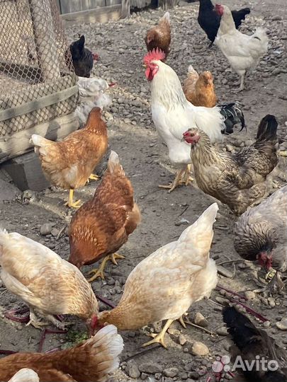 Куры несушки