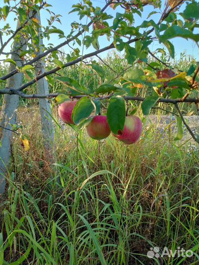 Яблоки оптом