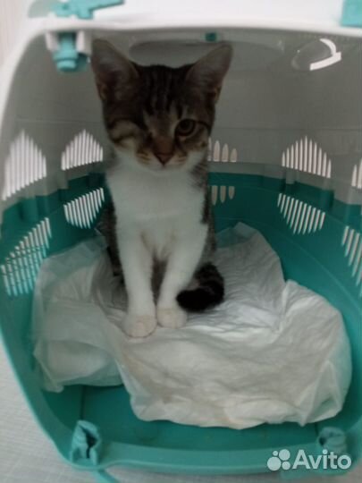 Котенок ищет дом