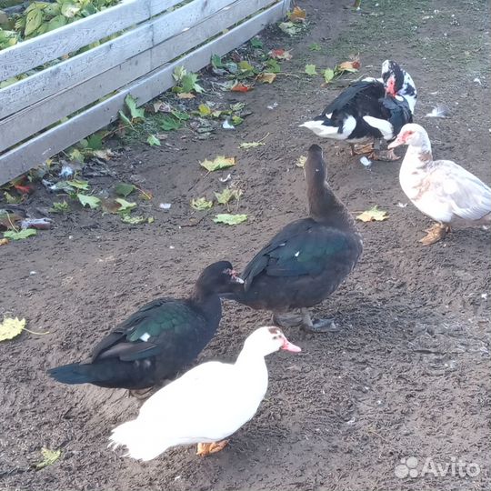 Мускусные утки