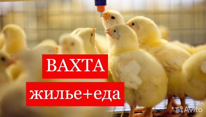 Оператор линии Вахта Проживание/Питание/Спецодиежд