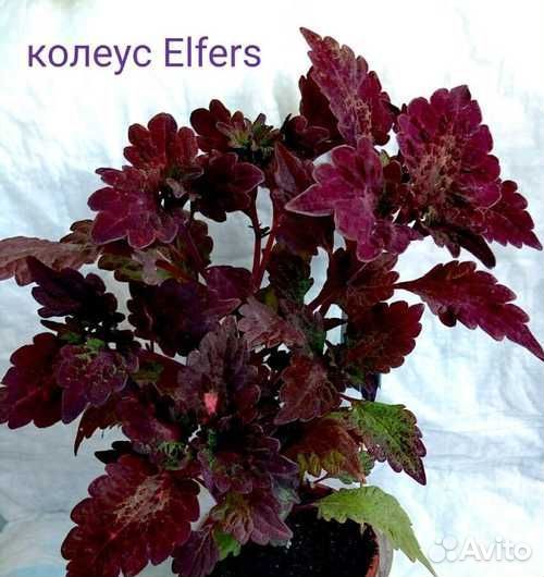 Ахименесы, Колеусы и другие растения в Колпино