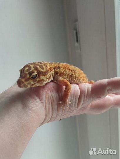 Пятнистый эублефар, леопардовый геккон, самка
