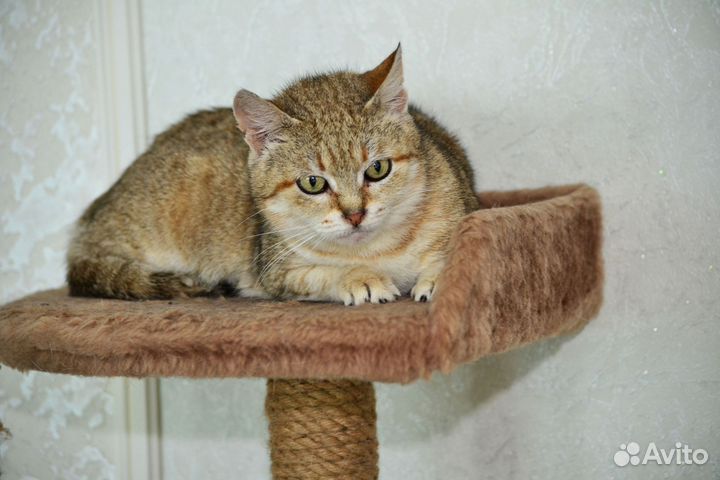 Кошка в добрые руки