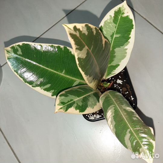Фикус Эластика Тинеке