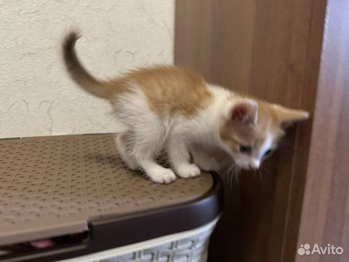 Котята