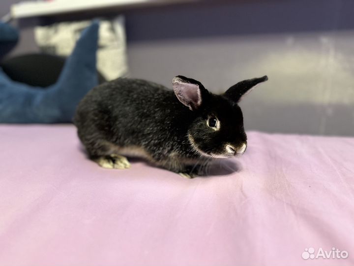 Кролик декоративный