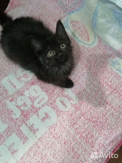 Котята турецкой ангоры