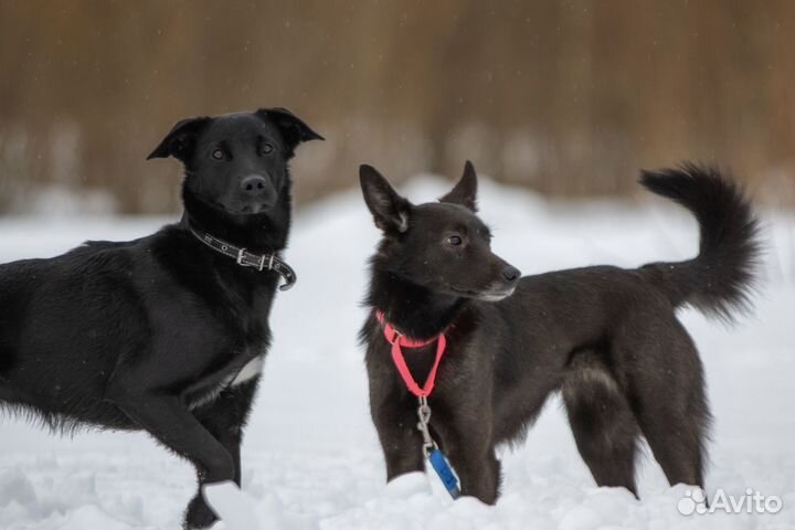 Собака девочка молодая