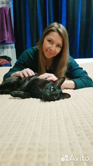 Котоняня, зооняня, кэтситтер (выезд на дом)