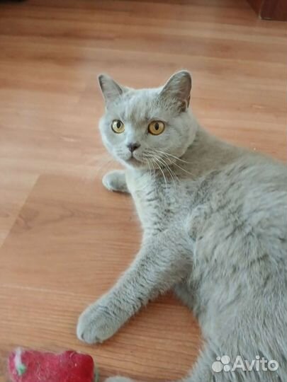 Кошка антистрессовая Булочка ищет дом