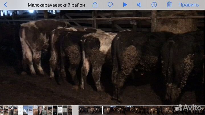 Бычки и быки 1 год