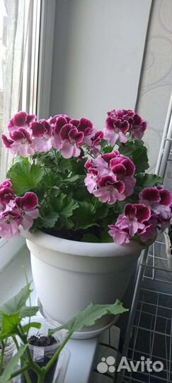 Королевская герань (пеларгония)