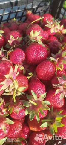 Клубника Зенга Зенгана