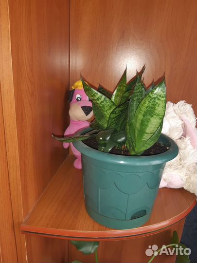 Комнатные растения