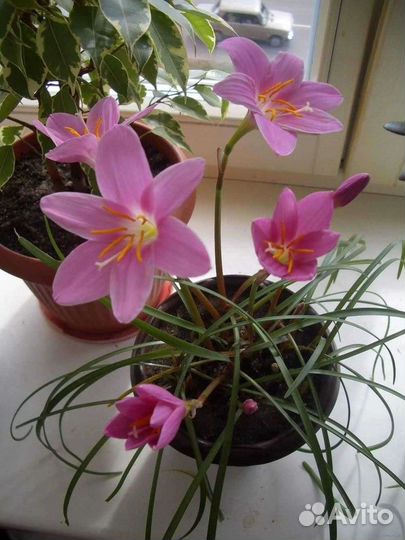 Зефирантес (выскочка) белый, розовый