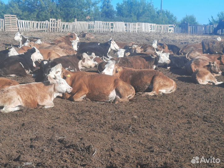 Герефорды коровы