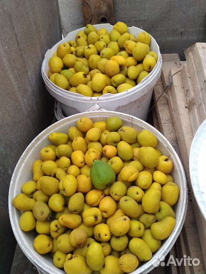 Айва японская низкая (хеномелес)