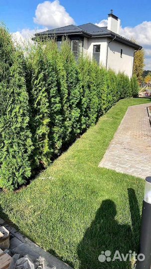 Туя Смарагд 220 см