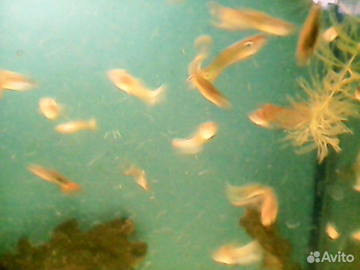 Аквариумные рыбки гуппи