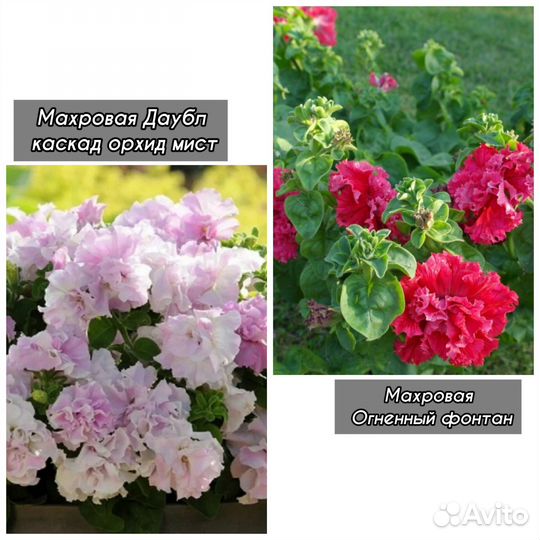 Саженцы петуний из семян