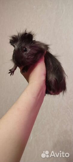 Морская свинка бесплатно