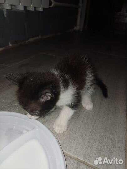 Котята отдам в добрые руки бесплатно