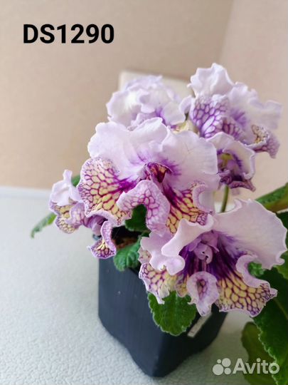 Стрептокарпусы