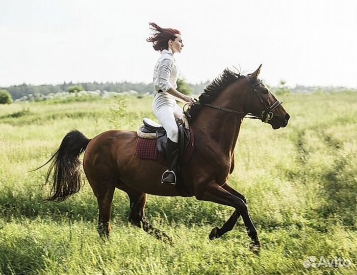 Аренда лошади