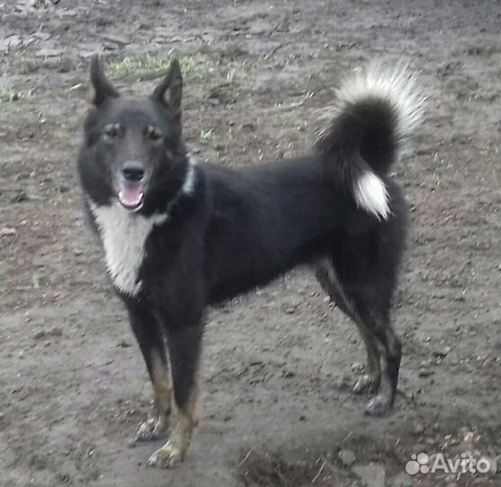 Якутская лайка (почти)