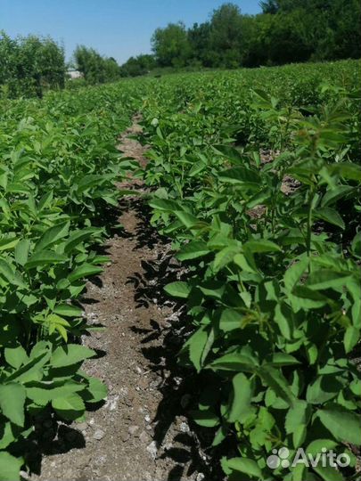 Антипка, алыча, жердела,груша