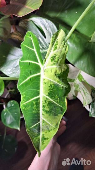 Клубень алоказии фрайдек вар