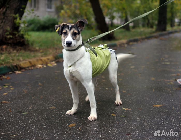 Собака в добрые руки