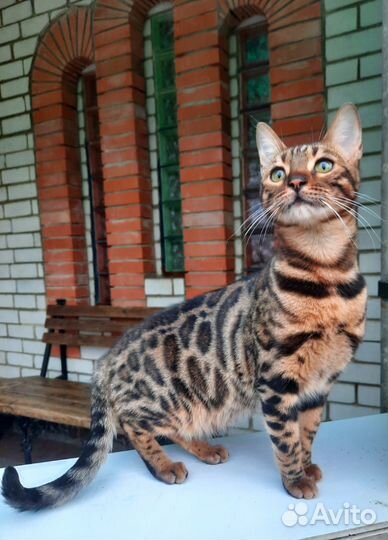 Леопардовая кошка