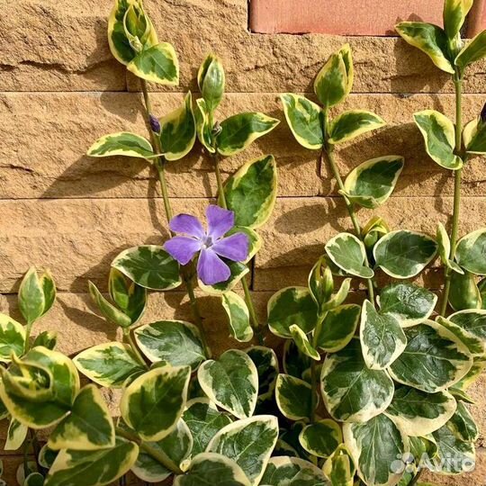 Цветы многолетние и почвопокровные