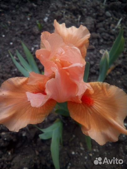 Карликовые ирисы