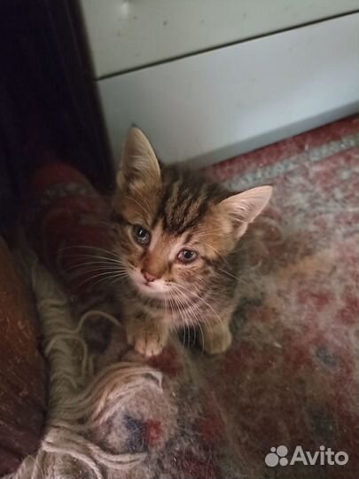 Котятки в добрые руки