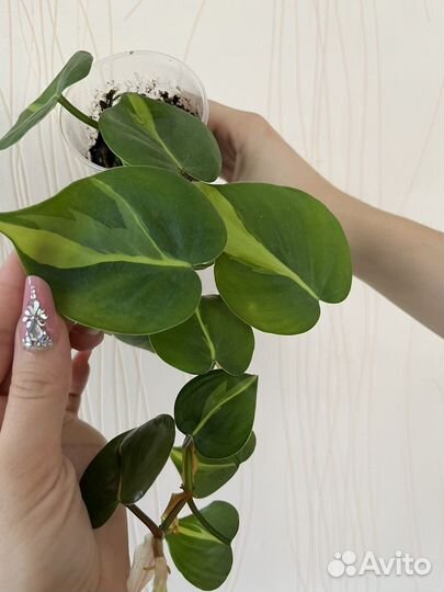 Филодендроны