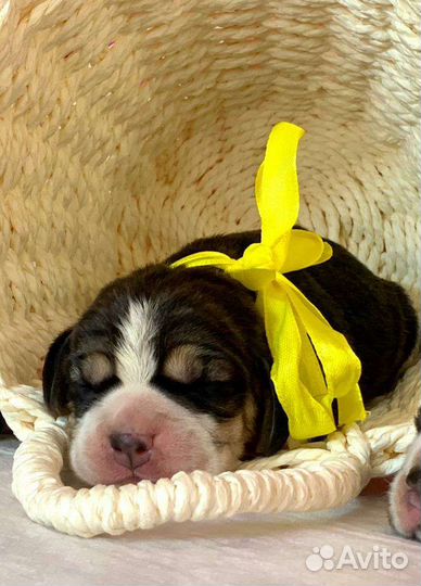 Щенки бигль