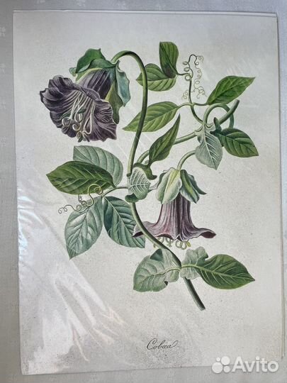 Постер цветы