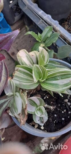 Комнатные растения