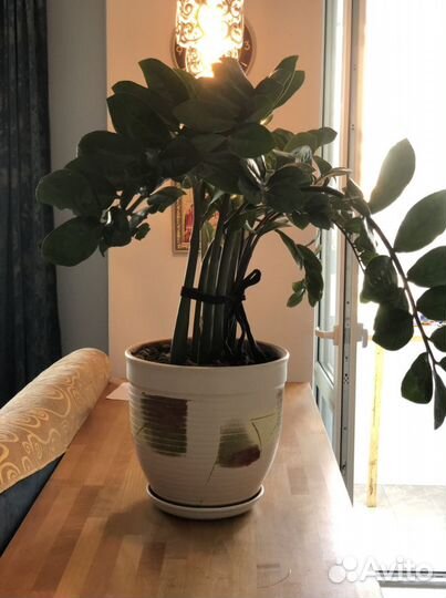 Замиокулькас Африканский